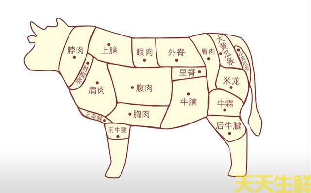 牛身上的部位大全图解 牛身上的部位大全图解(图1)