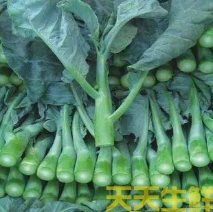 菜心和芥兰的区别(图2) 菜心和芥兰的区别(图2)